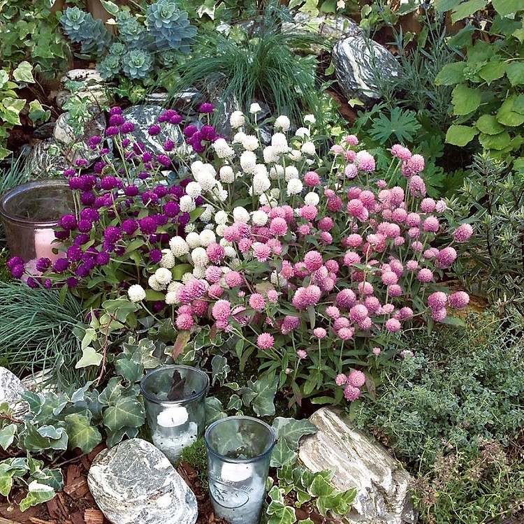 Hạt Giống Hoa Cúc Nút Áo Mix 500Mg