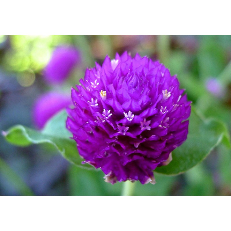 Hạt Giống Hoa Cúc Nút Áo Mix 500Mg