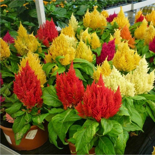 Hạt Giống Hoa Mào Gà Lửa Kimono Mix 20 Hạt