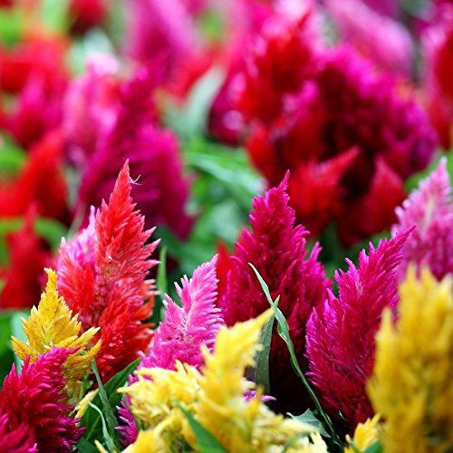 Hạt Giống Hoa Mào Gà Lửa Kimono Mix 20 Hạt