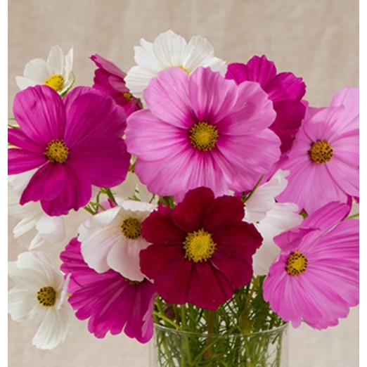 Hạt Giống Hoa Sao Nhái Đơn Mix 10H