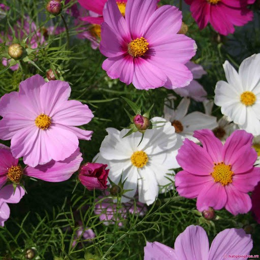 Hạt Giống Hoa Sao Nhái Đơn Mix 10H