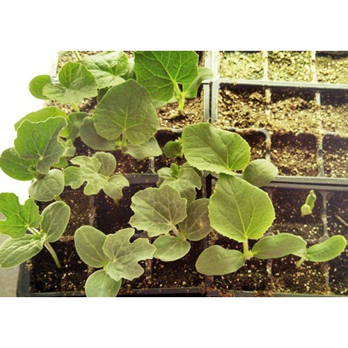 Hạt Giống Bí Đỏ F1, Bí Sáp (Trái Tròn) 2G