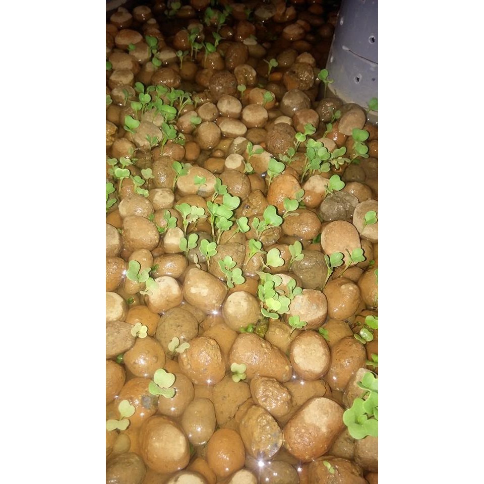 Giá Thể Đất Sét Nung Trồng Lan, Rau Mầm, Hoa Kiểng 1Md3