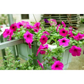 Hạt Giống Hoa Dạ Yên Thảo F1 Trơn Hồng 15H