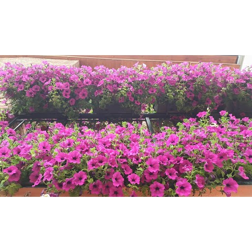 Hạt Giống Hoa Dạ Yên Thảo F1 Trơn Hồng 15H