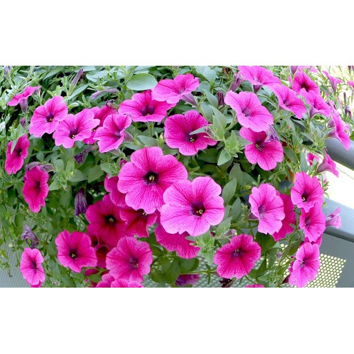 Hạt Giống Hoa Dạ Yên Thảo F1 Trơn Hồng 15H