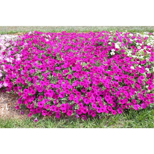 Hạt Giống Hoa Dạ Yên Thảo F1 Trơn Hồng 15H