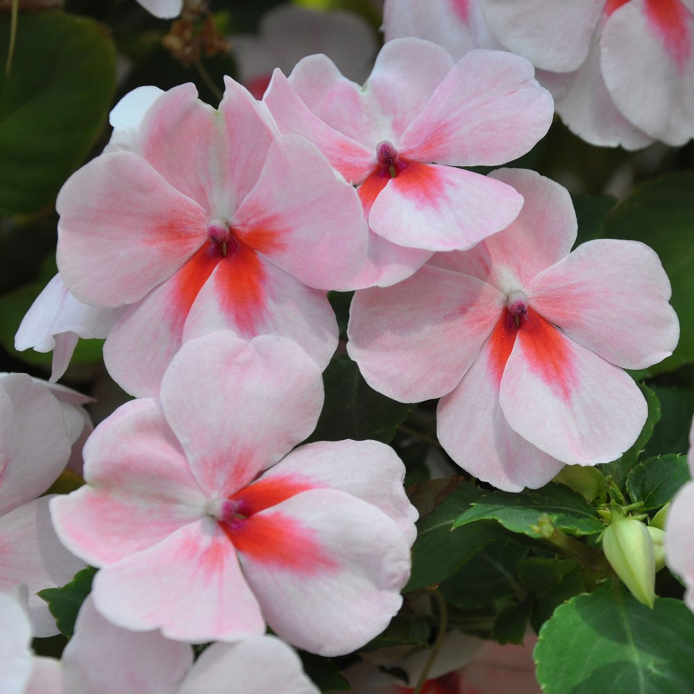 Hạt Giống Hoa Mai Địa Thảo Cherry 10H