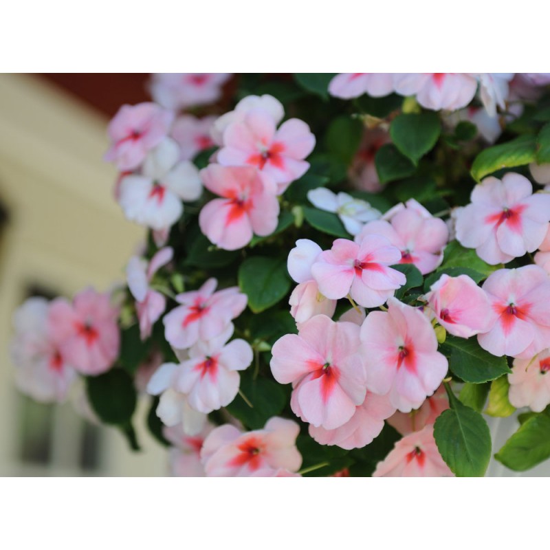 Hạt Giống Hoa Mai Địa Thảo Cherry 10H