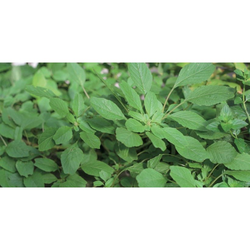 Hạt Giống Rau Dền Xanh Lá Tròn