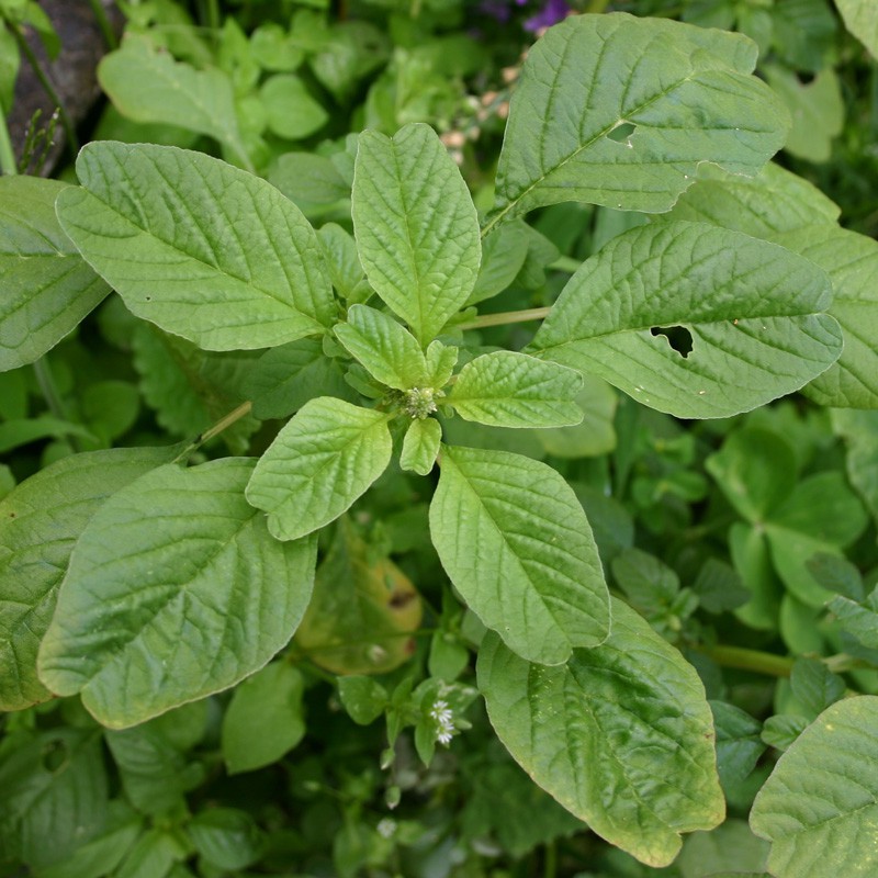 Hạt Giống Rau Dền Xanh Lá Tròn