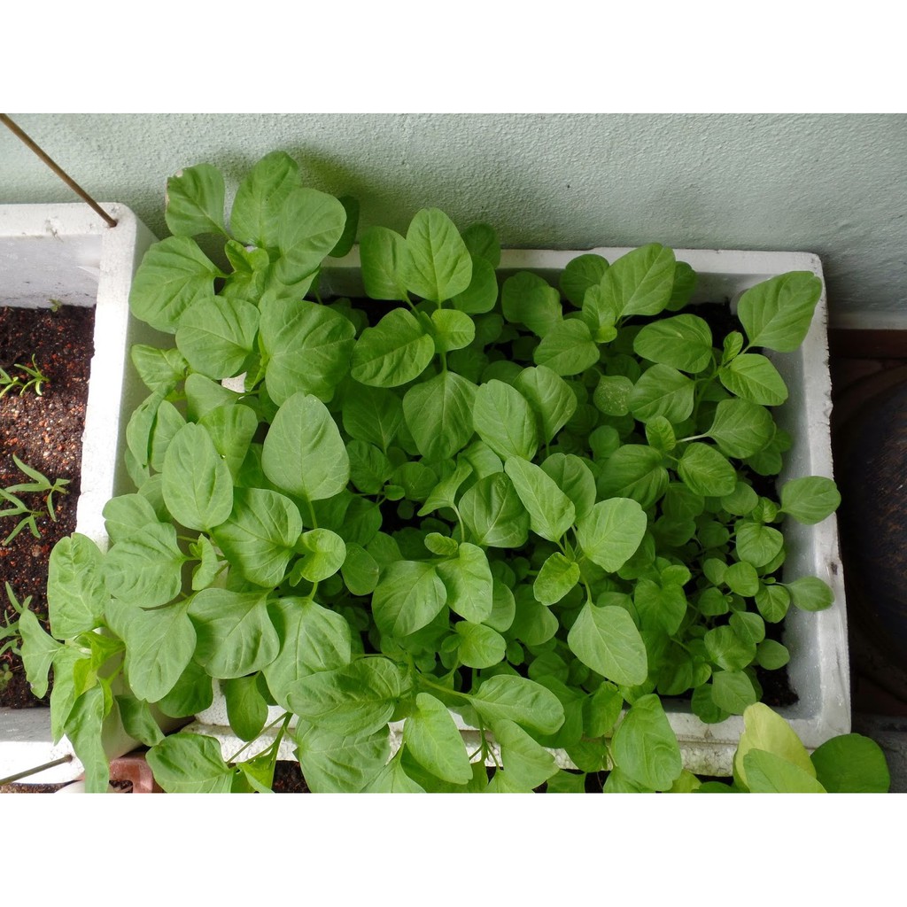 Hạt Giống Rau Dền Xanh Lá Tròn