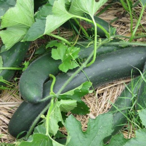 Hạt Giống Bí Sặt 500Mg