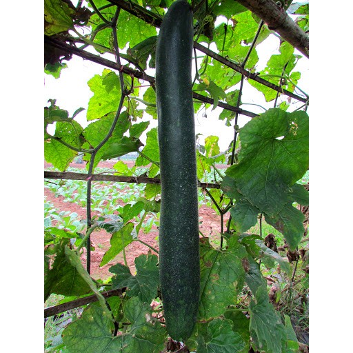 Hạt Giống Bí Sặt 500Mg