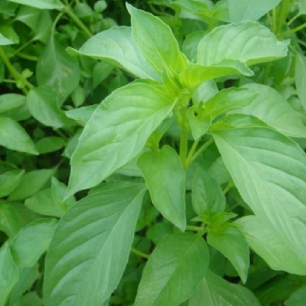 Hạt Giống Rau Thơm Sả (Hạt É Trắng) 1G