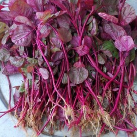 Hạt Giống Rau Dền Đỏ