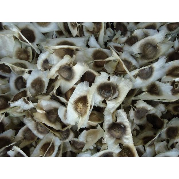 Hạt Giống Chùm Ngây 2G