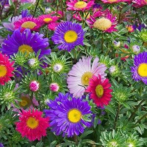 Hạt Giống Hoa Cúc Đà Lạt 5G