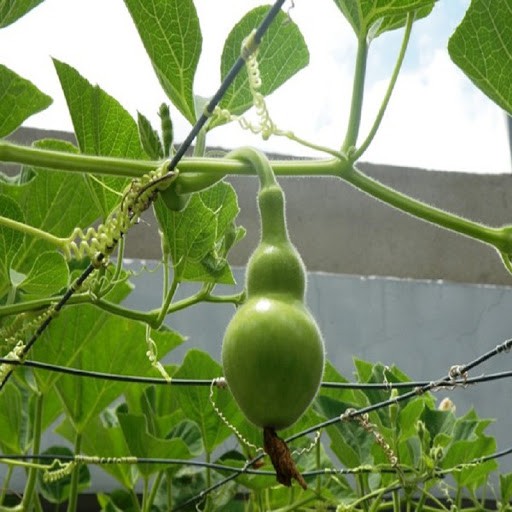 Hạt Giống Bầu Hồ Lô 1G