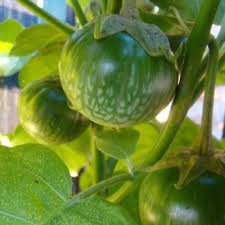 Hạt Giống Cà Dĩa Cao Sản 500Mg