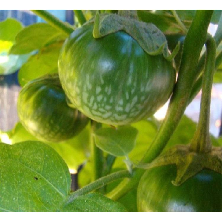 Hạt Giống Cà Dĩa Cao Sản 500Mg