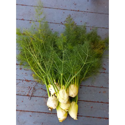 Hạt Giống Thì Là Bốn Mùa 5G