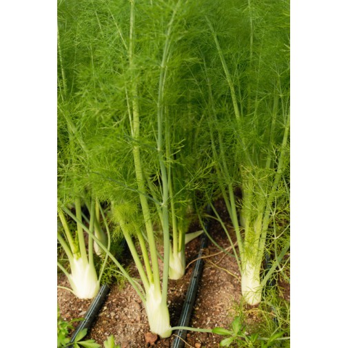 Hạt Giống Thì Là Bốn Mùa 5G