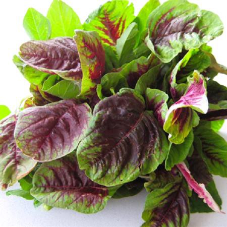 Hạt Giống Rau Dền 3 Màu