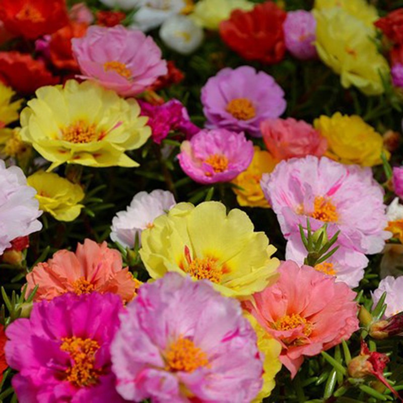 Hạt Giống Hoa Mười Giờ Mix 500Mg