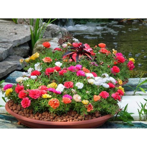 Hạt Giống Hoa Mười Giờ Mix 500Mg