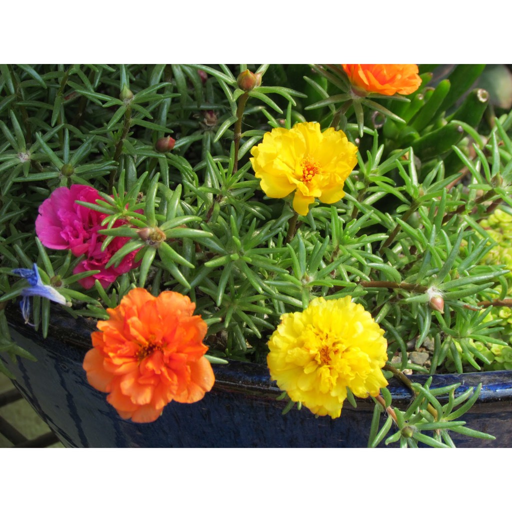 Hạt Giống Hoa Mười Giờ Mix 500Mg