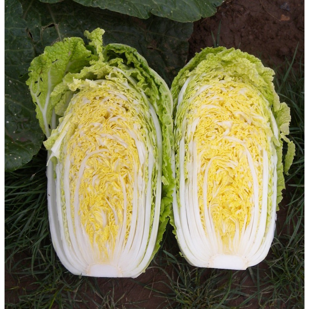 Hạt Giống Cải Thảo Yellow Head 1G