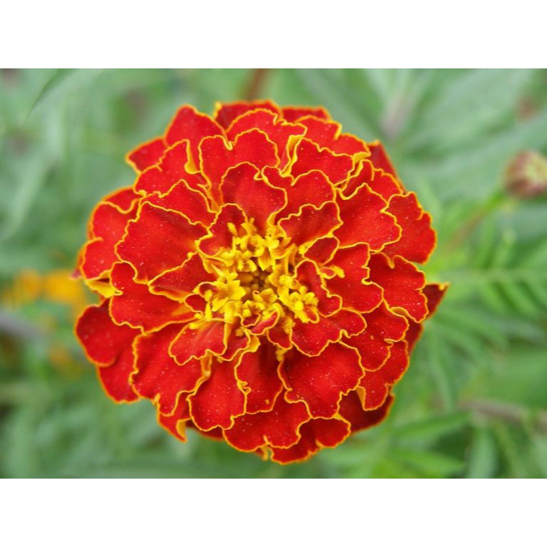 Hạt Giống Hoa Vạn Thọ Pháp 1G