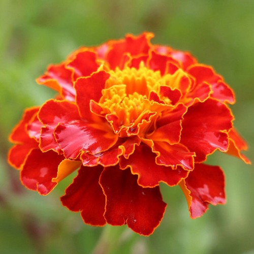 Hạt Giống Hoa Vạn Thọ Pháp 1G