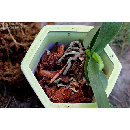 Giá Thể Trồng Lan Cây Hoa Kiểng Vỏ Thông- Đá Bọt 2Dm3