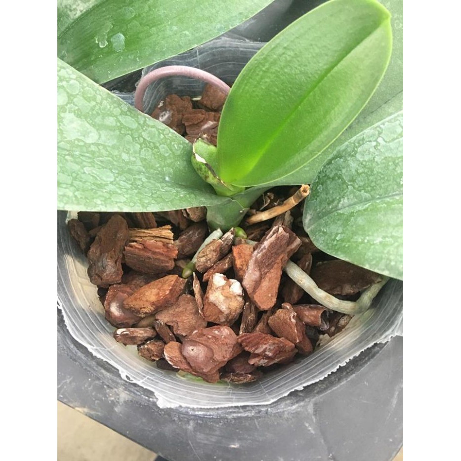 Giá Thể Trồng Lan Cây Hoa Kiểng Vỏ Thông- Đá Bọt 2Dm3