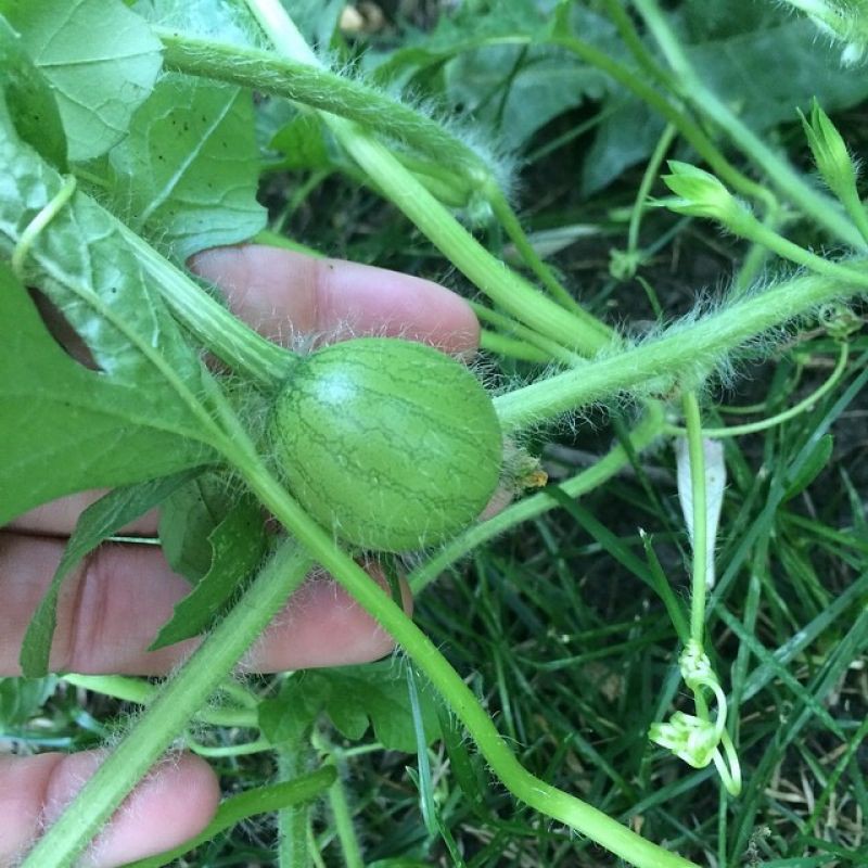 Hạt Giống Dưa Hấu Nụ 3G