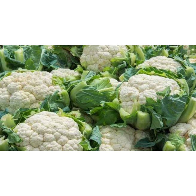 Hạt Giống Cải Bông Trắng F1 (Súp Lơ Trắng) 500Mg