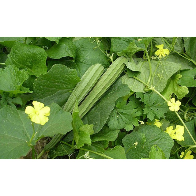 Hạt Giống Mướp Khía 1G