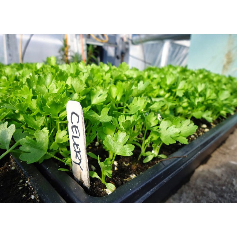 Hạt Giống Cần Cọng Xanh 5G