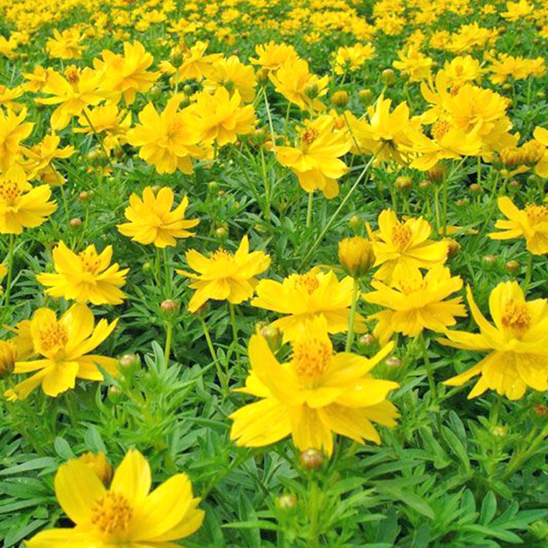 Hạt Giống Hoa Sao Nhái Vàng Kép Lùn 20H