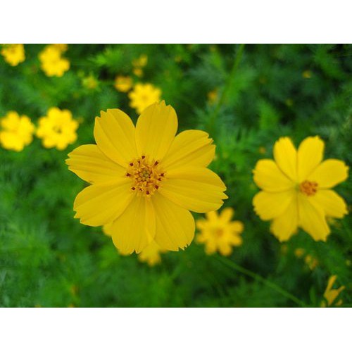 Hạt Giống Hoa Sao Nhái Vàng Kép Lùn 20H