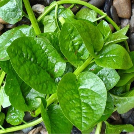 Hạt Giống Rau Mồng Tơi Hạt To Trồng Ngắn Ngày