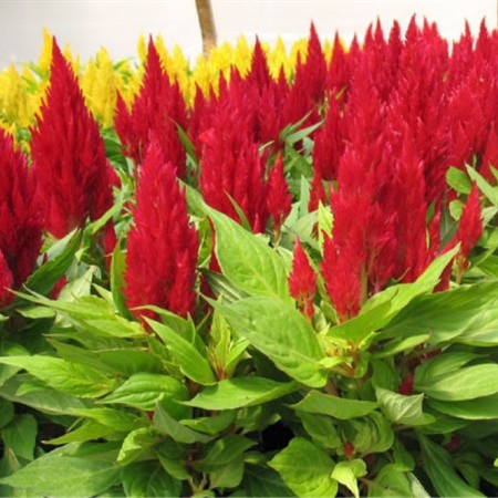 Hạt Giống Hoa Mào Gà Lửa Scarlet 500Mg