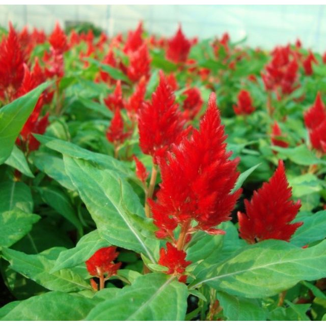 Hạt Giống Hoa Mào Gà Lửa Scarlet 500Mg
