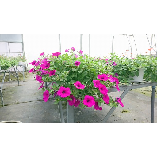 Hạt Giống Hoa Dạ Yên Thảo F1 Rũ Hồng 5H