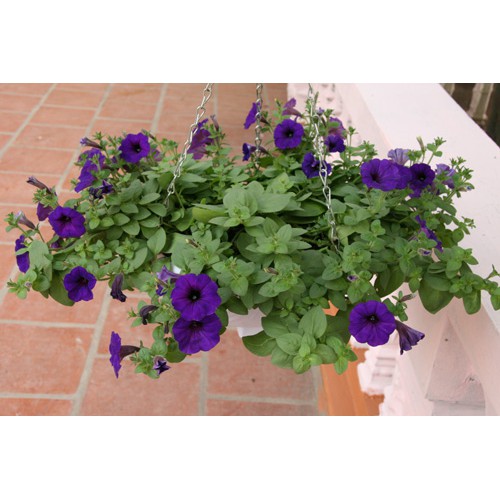 Hạt Giống Hoa Dạ Yên Thảo F1 Trơn Tím 15H