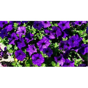 Hạt Giống Hoa Dạ Yên Thảo F1 Trơn Tím 15H