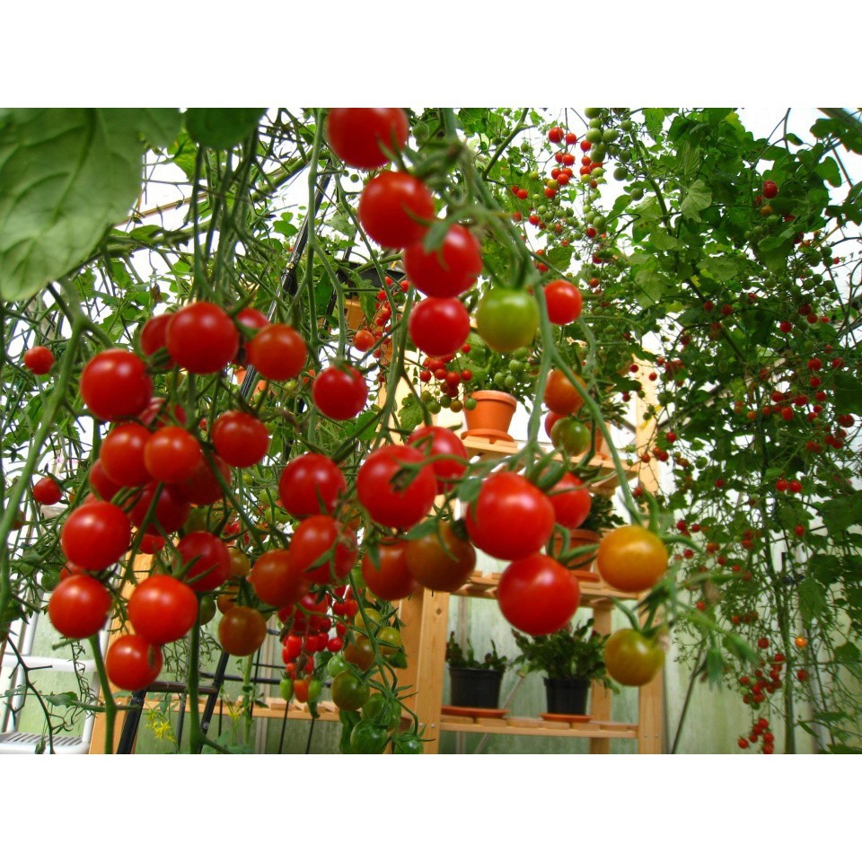 Hạt Giống Cà Chua Bi Trồng Chậu 100Mg